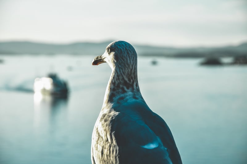 Måke. Bilde av Edvard Alexander Rølvaag på Unsplash.